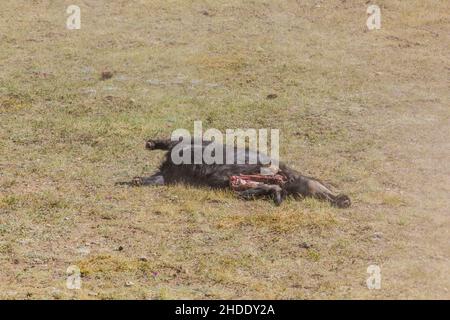 Chèvre mort utilisé pour jouer à kok boru ulak tartysh , jeu de cheval traditionnel, avec une carcasse de chèvre, au Festival national des Jeux de cheval sur les rives de Banque D'Images