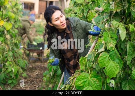 Femme cueillant du haricot dans un jardin potager Banque D'Images