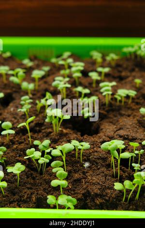 Pousses vertes dans la tourbe en gros.plantules vertes dans la germination verte.Jardinage et agriculture.Légumes et légumes biologiques en pleine croissance.Accueil jardin Banque D'Images