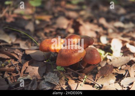 Gros plan de mise au point peu profonde d'un champignon gymnopilus à volants jaunes Banque D'Images