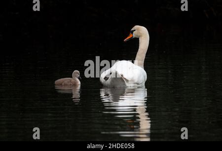 Vue arrière d'un cygne muet avec son cygnet nageant sur le lac Banque D'Images
