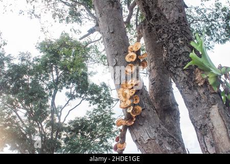 Champignon brun sur le tronc de l'arbre en forêt. Banque D'Images