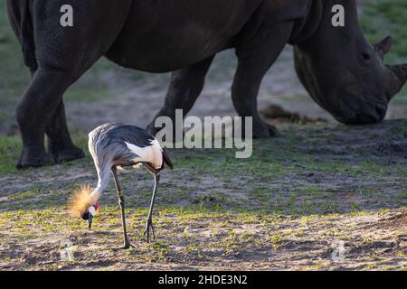 Grue à couronne grise (Balearia regulorum gibbericeps) et rhinocéros blancs du Sud (Ceratotherium simum simum) au zoo de Jacksonville en Floride.(ÉTATS-UNIS) Banque D'Images