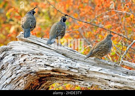 Trois cailles de Californie, Callipepla californica, perchées sur un morceau de bois de grève sur la rive de l'île de Vancouver Colombie-Britannique Canada. Banque D'Images