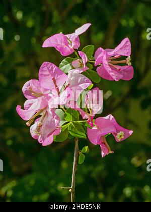 Bougainvillea est un genre de vignes ornementales, de buissons et d'arbres appartenant à la famille des Nyctaginaceae. Banque D'Images