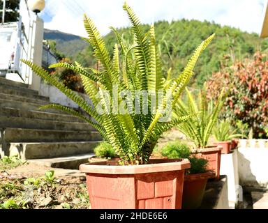 Belle texture de la feuille de fougères vertes dans la nature.fond de fougères naturelles feuilles de fougères gros plan fougères nature.plantes de fougères dans un bain.fougères vertes pour la décoration Banque D'Images