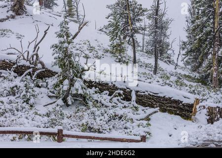 Image prise lors d'une tempête de neige dans le sud de l'Utah.Chute de neige et couverture des arbres dans la neige. Banque D'Images