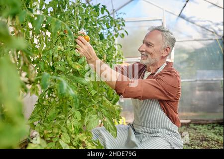 Un homme barbu dans la serre avec des tomates dans les mains Banque D'Images