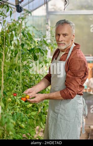 Un homme barbu dans la serre avec des tomates dans les mains Banque D'Images