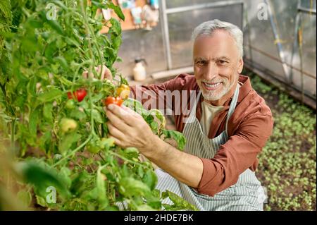 Un homme barbu dans la serre avec des tomates dans les mains Banque D'Images