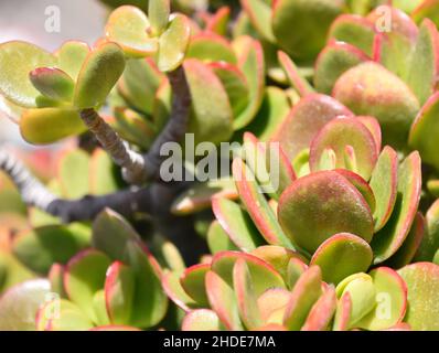 Feuillage vert et rouge sur une plante paddle Kalanchoe luciae Banque D'Images