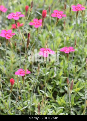 Dianthus deltoides la fleur rose jeune dans un jardin Banque D'Images