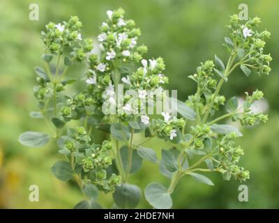 Origanum vulgare plante de marjoram douce floraison fleurs blanches dans le jardin Banque D'Images