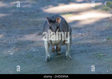 Dusky pademelon, Thylogale brunii, marsupial, portrait Banque D'Images