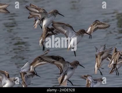 Dunlin, Calidris alpina, arrivant sur terre à marée haute roost.Californie. Banque D'Images