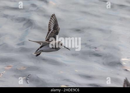 Dunlin, Calidris alpina pacifica, en vol, approche de la marée haute roost.Californie. Banque D'Images