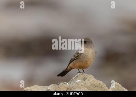 Say's phoebe, Sayornis saya, perché sur la roche côtière, Californie.Hiver. Banque D'Images