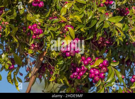 Fruits de Lilly pilly, Syzygium smithii. Banque D'Images