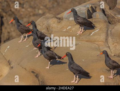 Groupe de l'oystercapcher noir, Haematopus bachmani, perché sur des rochers de la côte du pacifique près de Monterey, en Californie. Banque D'Images