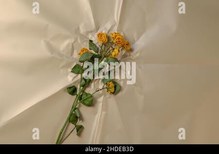Fleurs flétries sur une surface crémeuse.Roses jaunes.Papier d'emballage brillant froissé.Vue de dessus.Mise au point sélective. Banque D'Images