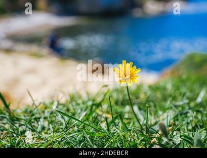 Vue rapprochée de la fleur jaune sur la plage.Arrière-plan de la plage. Banque D'Images