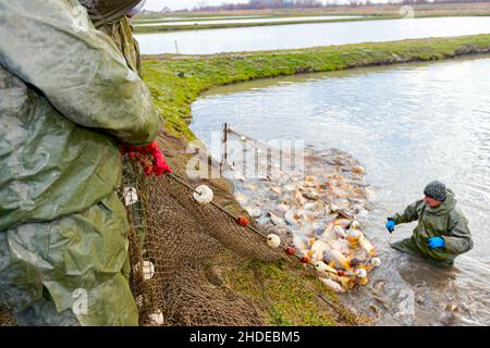 Les pêcheurs portent des combinaisons imperméables lorsqu'ils tirent le filet de pêche rempli de poisson de l'étang à poissons, récoltent à la ferme à poissons. Banque D'Images