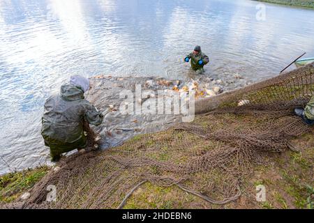 Les pêcheurs portent des combinaisons imperméables dans l'étang à poissons lorsqu'ils tirent le filet de pêche plein de poisson de merde, récoltent à la ferme à poissons. Banque D'Images
