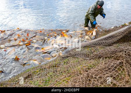 Les pêcheurs portent des combinaisons imperméables dans l'étang à poissons il tire le filet de pêche plein de poisson de merde, récolte à la ferme à poissons. Banque D'Images