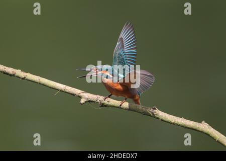 peu après avoir quitté le nid, le kingfisher adulte va chasser les jeunes oiseaux de leur territoire.Ici, un jeune oiseau réagit à un autre individu. Banque D'Images