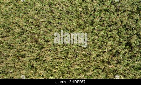 Vue de dessus d'un pré recouvert de roseau créant une structure d'arrière-plan. Banque D'Images