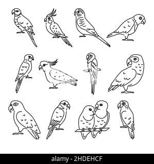 Ensemble d'icônes de perroquet en ligne fine.Symboles d'oiseaux tropicaux isolés sur fond blanc. Illustration de Vecteur