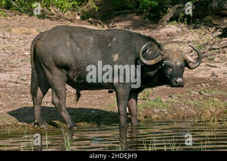 Buffle africain dans le parc national de Chobe au Botswana en Afrique Banque D'Images