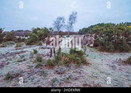 Bramble Hill, Bramshaw, New Forest, Hampshire, Royaume-Uni,6th janvier 2022, temps : un gel dur le matin avec des températures bien en dessous du gel.Des ânes de Hardy se broutent sur le sol gelé.Crédit : Paul Biggins/Alamy Live News Banque D'Images