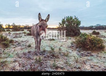 Bramble Hill, Bramshaw, New Forest, Hampshire, Royaume-Uni,6th janvier 2022, temps : un gel dur le matin avec des températures bien en dessous du gel.Un âne robuste regarde dans le paysage gelé.Crédit : Paul Biggins/Alamy Live News Banque D'Images