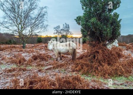 Bramble Hill, Bramshaw, New Forest, Hampshire, Royaume-Uni,6th janvier 2022, temps : un gel dur le matin avec des températures bien en dessous du gel.Des poney blancs de Hardy se brisent dans le saumâtre congelé.Crédit : Paul Biggins/Alamy Live News Banque D'Images