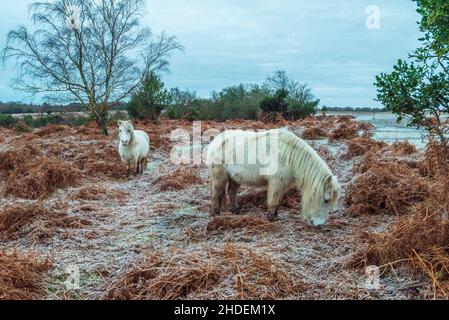 Bramble Hill, Bramshaw, New Forest, Hampshire, Royaume-Uni,6th janvier 2022, temps : un gel dur le matin avec des températures bien en dessous du gel.Des poney blancs de Hardy se brisent dans le saumâtre congelé.Crédit : Paul Biggins/Alamy Live News Banque D'Images