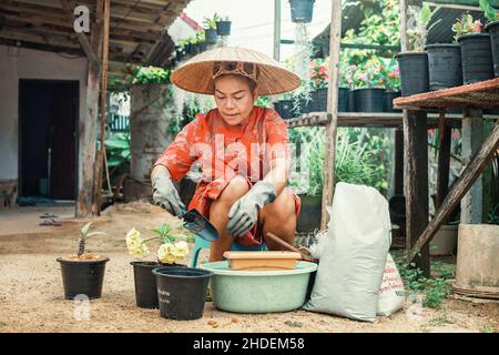 Jardinier Thai femme en gants avec chapeau de paille plante des fleurs dans le jardin.Concept de petite entreprise.Fleurs en pot colorées Euforbia Spurges apportent Banque D'Images