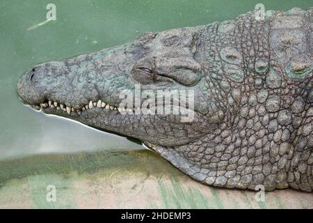 Snooing femelle de crocodile du Nil au bord de l'eau.Crocodylus niloticus.Afrique du Sud Banque D'Images