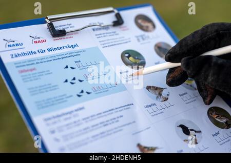 06 janvier 2022, Berlin: Une participante au compte d'oiseaux 'Stunde der Wintervögel' saisit le nombre d'oiseaux voyants sur son aide au comptage.Le dénombrement national des oiseaux de l'Union allemande pour la conservation de la nature et de la biodiversité (ANUA) commence le 6 janvier 2022.Au cours de l'action participative de trois jours, les oiseaux des mangeoires, dans le jardin, sur le balcon ou dans le parc doivent être comptés et signalés pendant une heure afin d'enregistrer le développement des populations d'oiseaux domestiques.Photo: Monika Skolimowska/dpa-Zentralbild/dpa Banque D'Images