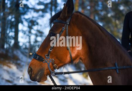Museau d'un cheval brun en hiver, gros plan. Banque D'Images