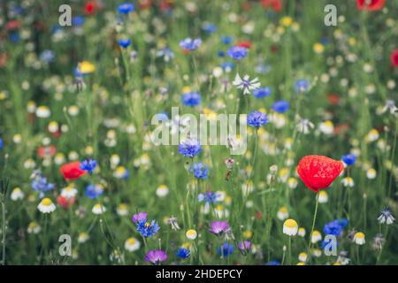 Fleurs sauvages en fleur, Gloucestershire, Royaume-Uni Banque D'Images