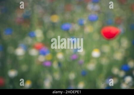 Fleurs sauvages en fleur, Gloucestershire, Royaume-Uni Banque D'Images