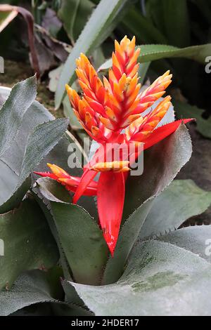 Aechmea x Pepita «Elegant Flame», fleurs coniques jaunes avec de grandes bractées rouges et de très grandes feuilles vertes grises, janvier, Angleterre, Royaume-Uni Banque D'Images