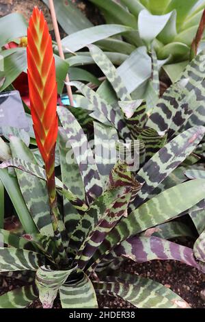 Aechmea chantinii plante zébrée amazonienne – tige de fleur fermée avec des bractées rouges, grandes feuilles glaceuses avec des bandes noires et pourpres foncé, janvier, Royaume-Uni Banque D'Images