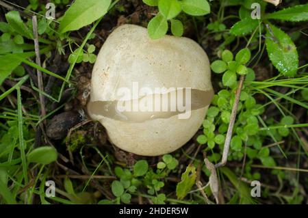 Phalus impudicus immature ou stinkhorn commun.Spécimen poussant entre les plantes de Gum rockrose.Estrémadure, Espagne Banque D'Images
