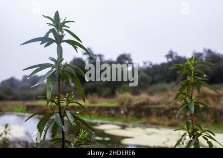 Rockrose de gomme ou ladanifer de Cistus sous la pluie.Scène de dehesa en hiver Banque D'Images