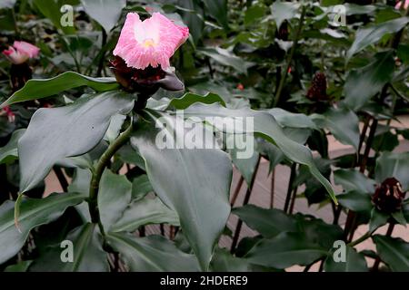 Gingembre en spirale à encre cotus louisii – fleurs blanches en forme d'entonnoir avec lèvre recurved rose profonde, grandes feuilles vertes foncées ovées larges, janvier, Angleterre, Royaume-Uni Banque D'Images