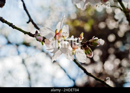 Fleurs d'amande.Fleurs de l'amande (Prunus dulcis syn Prunus amygdalus).Les noix d'amande sont les grains du fruit.Cet arbre fleurit avant Banque D'Images