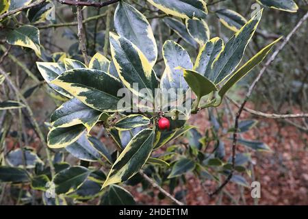 Ilex aquifolium «Aurifodina» houx Aurifodina – baies rouges et feuilles brillantes vert foncé avec marges de crème et pointe épineuse, janvier, Angleterre, Royaume-Uni Banque D'Images