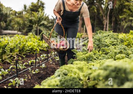 Femme cueillant du kale frais dans un jardin potager.Jeune jardinière féminine rassemblant des légumes frais dans un panier sur un champ agricole.Autosoutient Banque D'Images